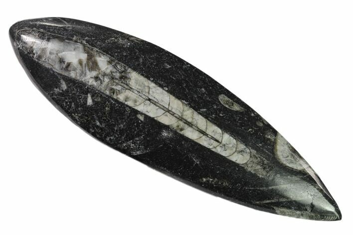 Polished Fossil Orthoceras (Cephalopod) - Morocco #138402